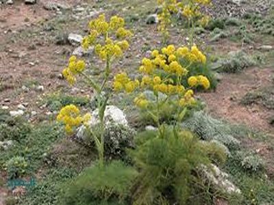 تصویر 3 از خرید و قیمت گیاه آنغوزه خشک + فروش عمده